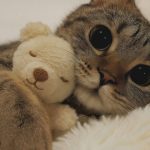 Michaey的头像-Cos盒子